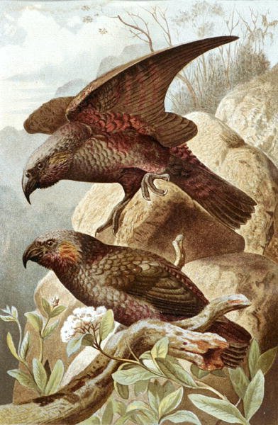 Nestor Parrot, deska z "Brehms Tierleben: Allgemeine Kunde des Tierreichs", sv. 5, str. 382, ​​vydal Bibliographisches Institut od German School