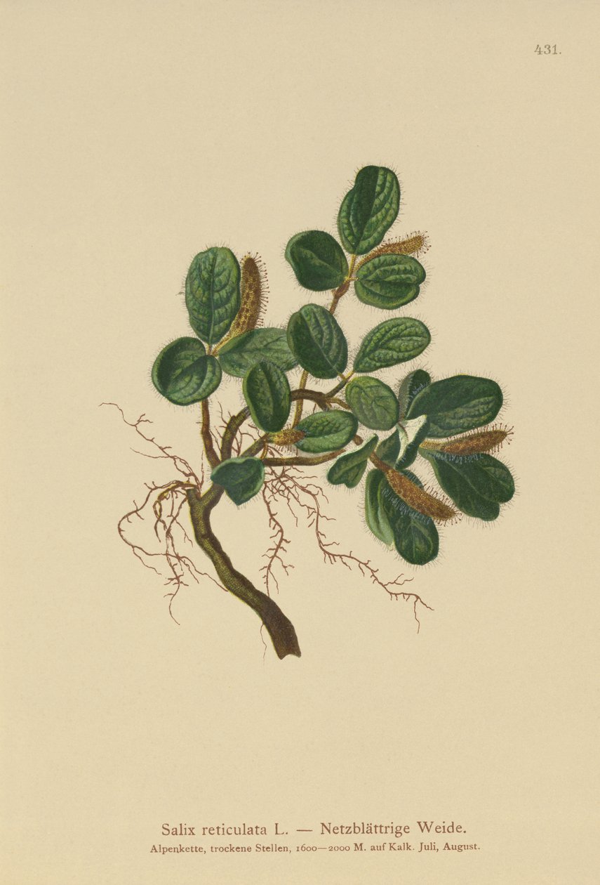Vrba síťolistá (Salix reticulata) od German School