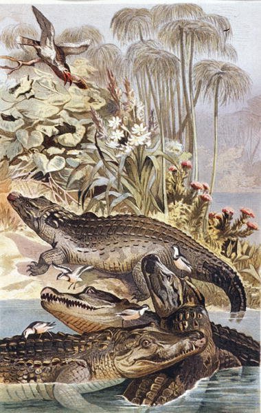 Krokodýl nilský, talíř z "Brehms Tierleben: Allgemeine Kunde des Tierreichs", sv.7, str.504, vydal Bibliographisches Institut od German School