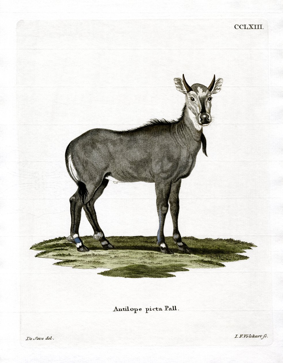 Nilgai (barevná rytina) od German School