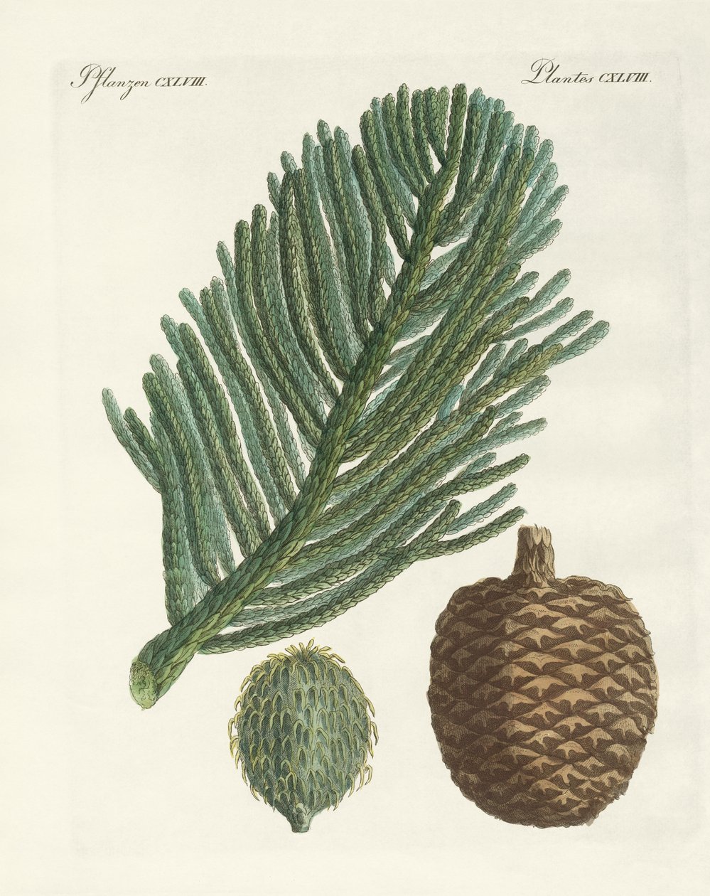 Norfolk Island Pine (barevná rytina) od German School