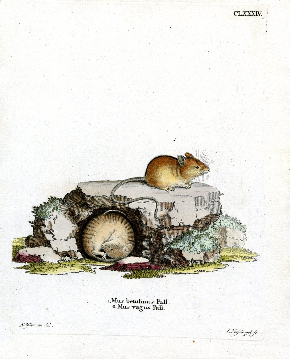 Northern Birch Mouse (barevná rytina) od German School