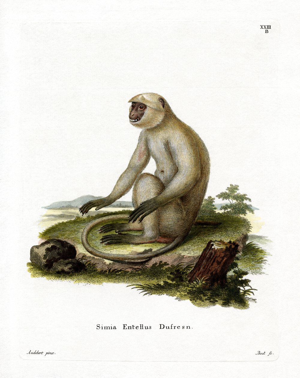 Northern Plains Grey Langur (barevná rytina) od German School