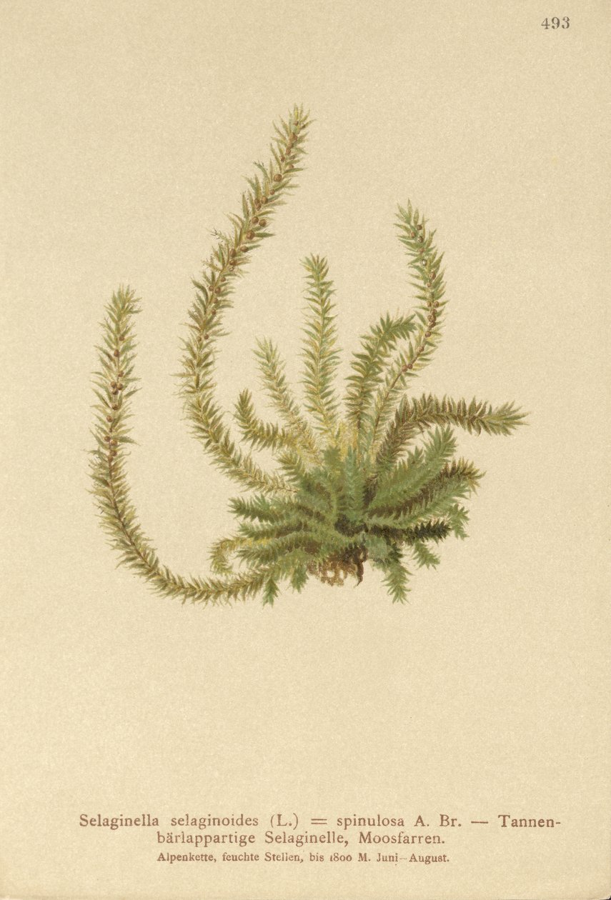 Severní Spikemos (Selaginella selaginoides, Selaginella spinulosa, Lycopodium selaginoides, Bernhardia spinosa) od German School
