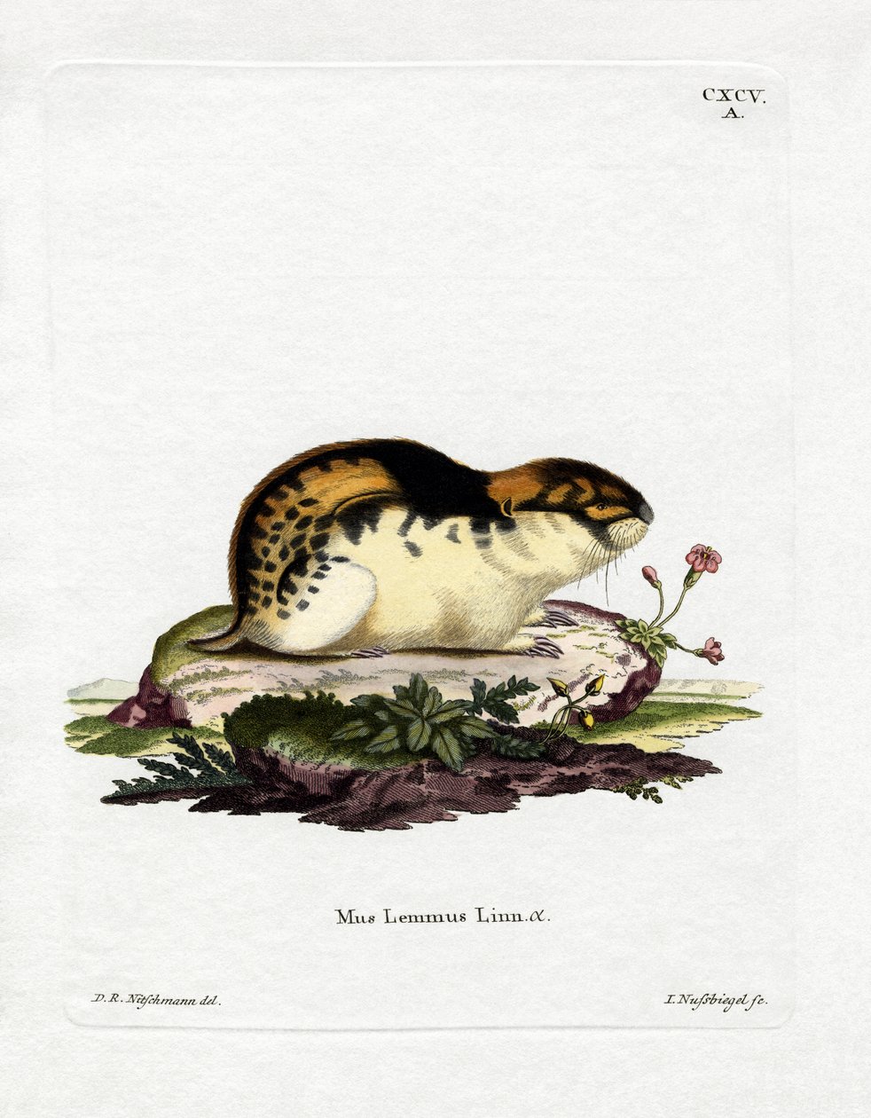 Lemming norský (barevné rytí) od German School