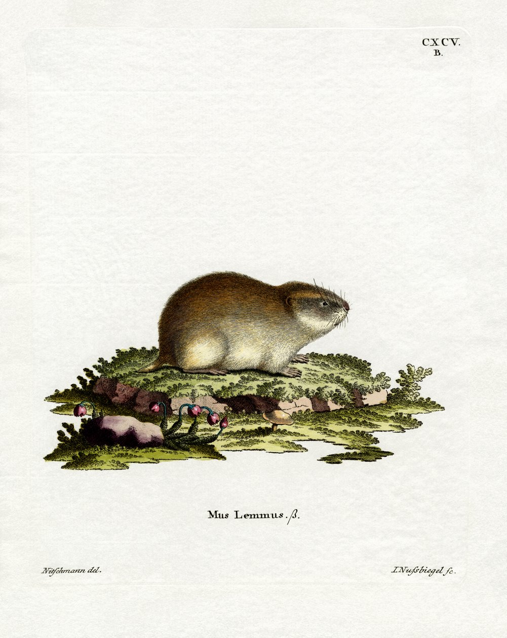 Lemming norský (barevné rytí) od German School
