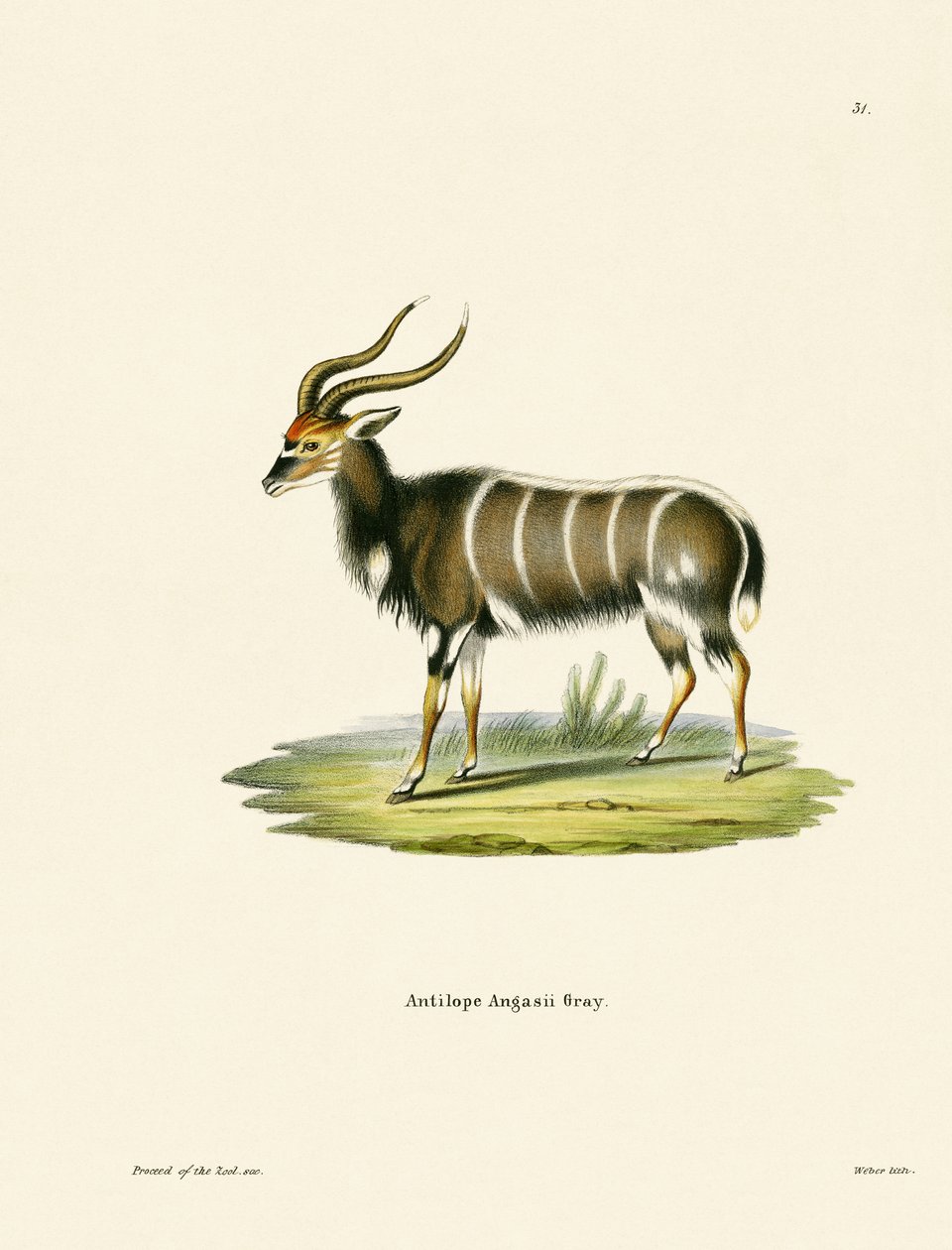 Nyala od German School