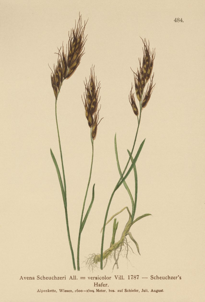 Ovesná tráva (Avena Scheuchzeri, Avena versicolor, Avena alpina) od German School