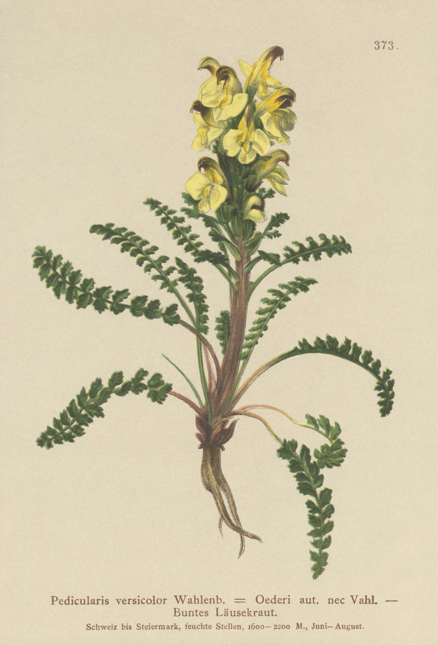 Všivec Oederův (Pedicularis versicolor, Pedicularis Oederi) od German School