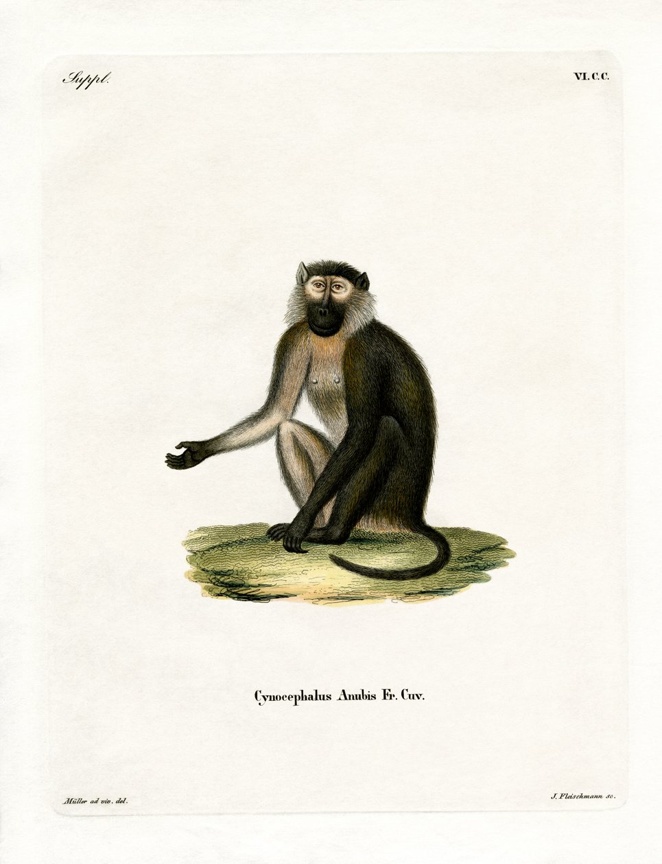 Olive Baboon (barevná rytina) od German School