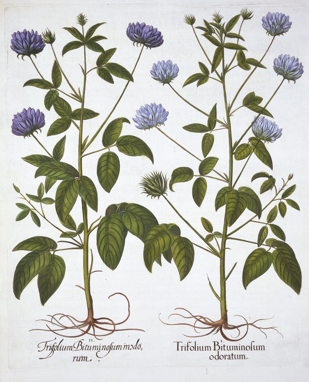 Jednokvěté jetele, od Hortus Eystettensis, Basil Besler (1561-1629), hospoda. 1613 (ručně kolorovaná rytina) od German School