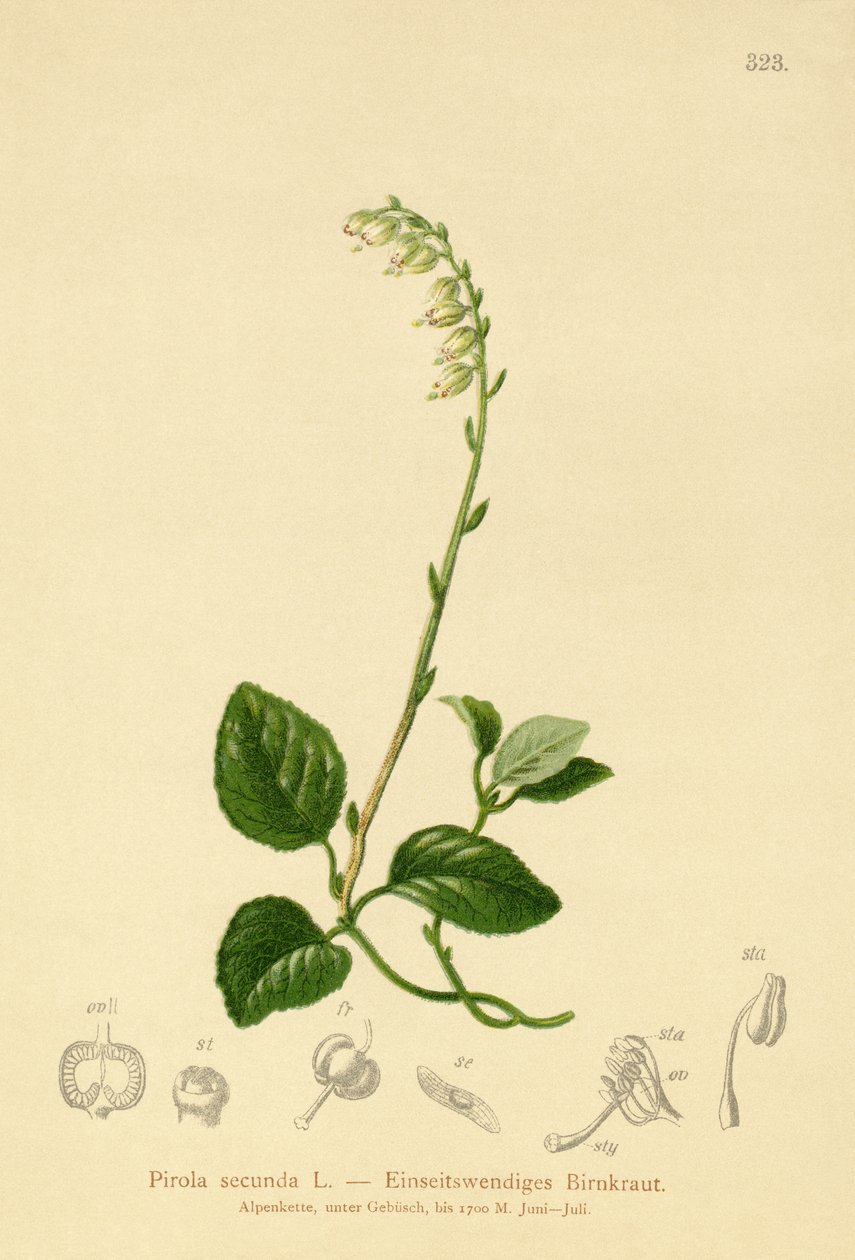 Zimnice jednostranná (Pyrola secunda, Pyrola secunda, Orthilia secunda, Ramischia elatior, Ramischia secunda) od German School