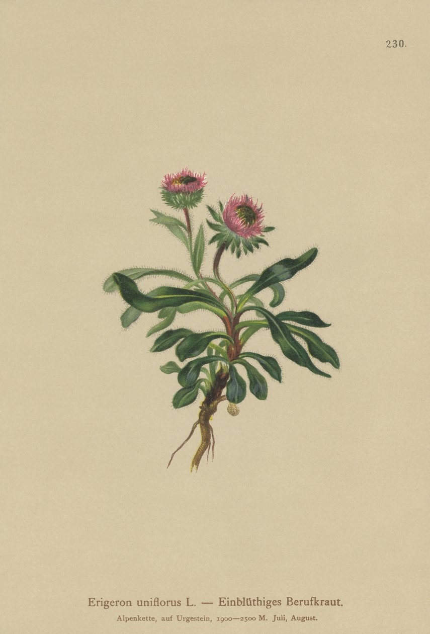 Jednokvítek pcháč (Erigeron uniflorus) od German School
