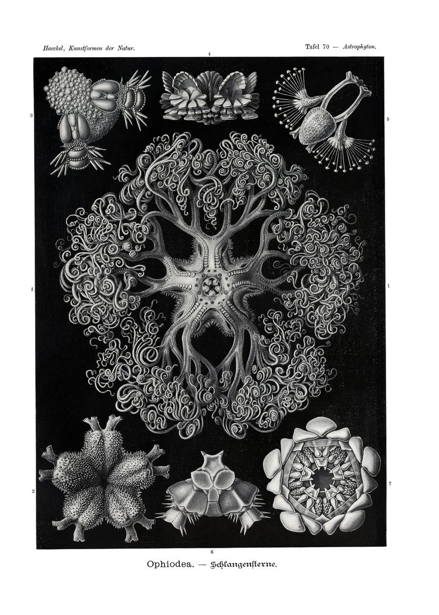 Ophiodea, 1899-1904 od German School