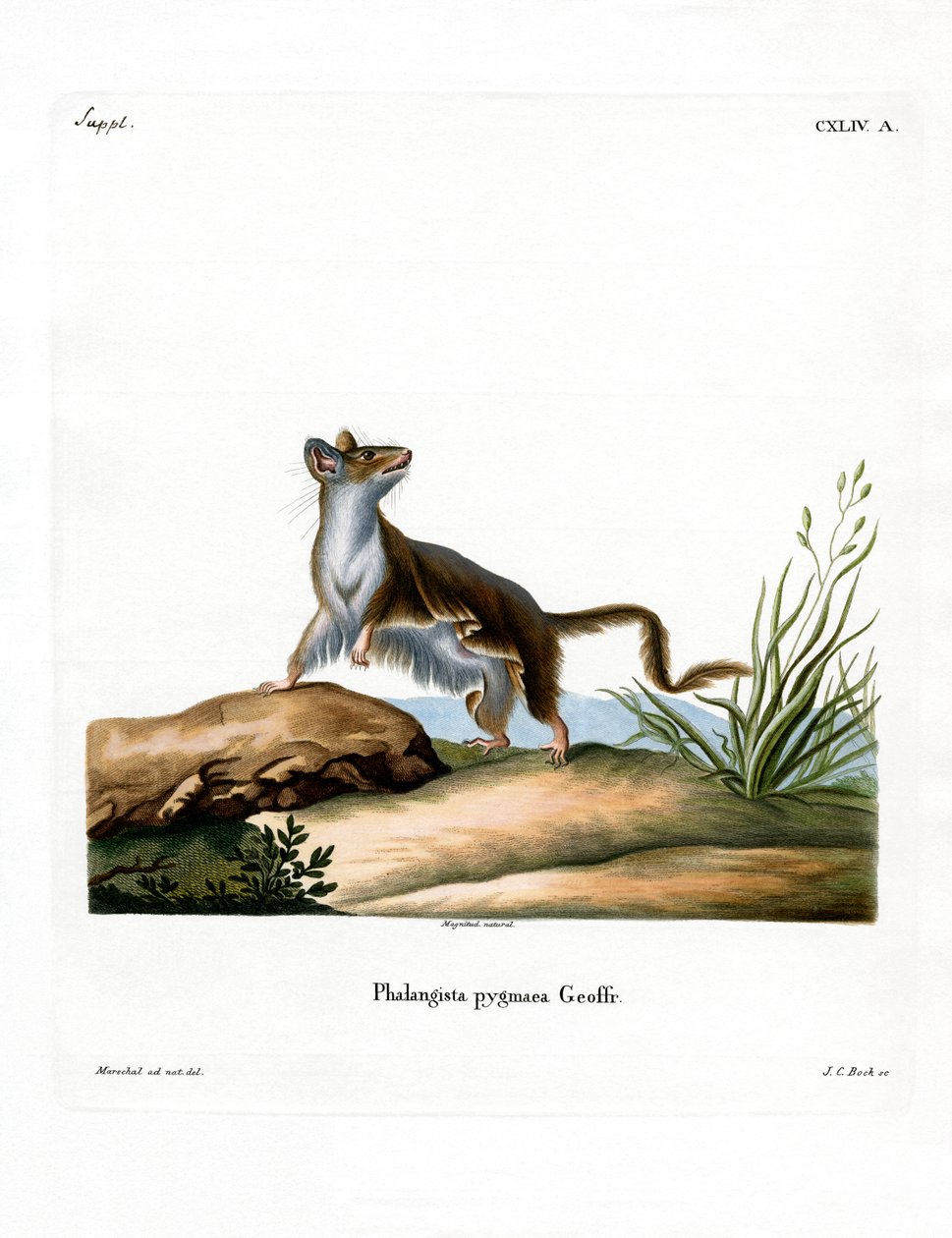 Opossum Mouse (barevné rytí) od German School