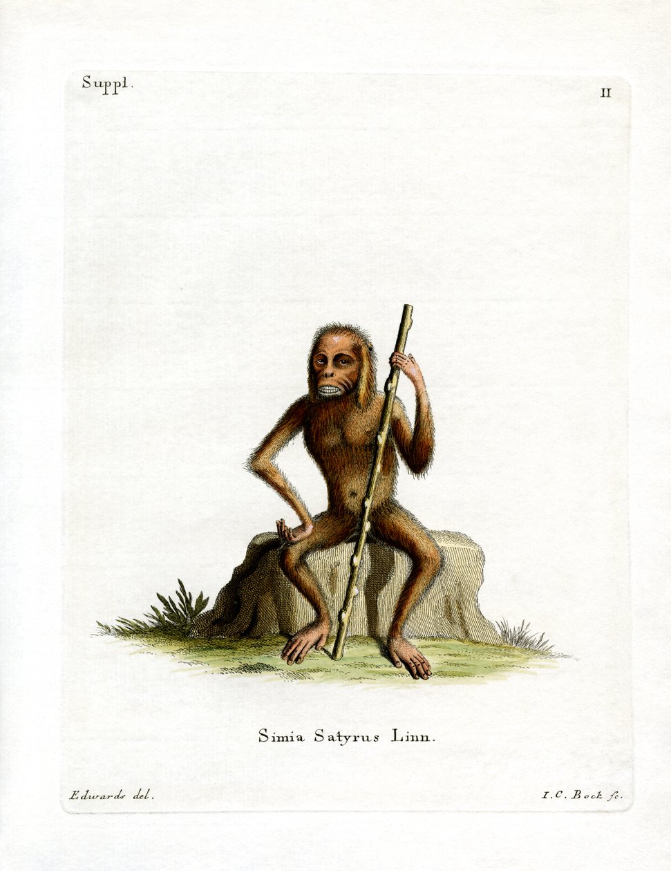 Orang-Outang (barevná rytina) od German School
