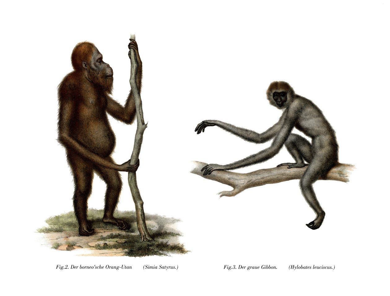 Orang-Outang, 1860 od German School