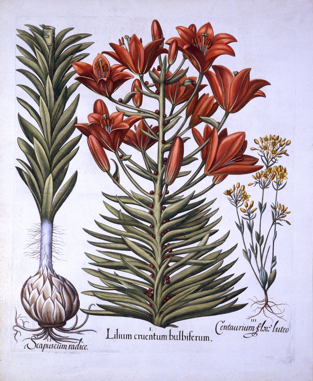 Orange Lily with Bulbils and Bulbs, Late-Blooming Blackstoria, from Hortus Eystettensis, Basil Besler (1561-1629), pub. 1613 (ručně kolorovaná rytina) od German School