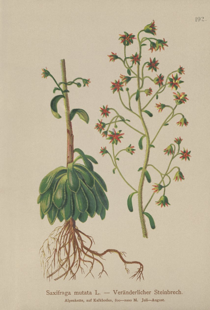 Lomikámen oranžový (Saxifraga mutata) od German School