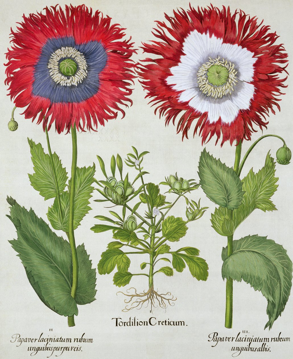 Ornamental Poppies, from the Hortus Eystettensis by Basil Besler (1561-1629), pub. 1613 od German School