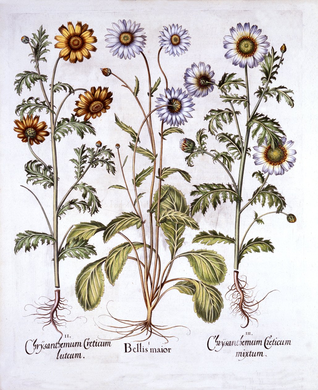 Oxe Eye Daisy a Crown Daisy, od Hortus Eystettensis, Basil Besler (1561-1629), hospoda. 1613 (ručně kolorovaná rytina) od German School