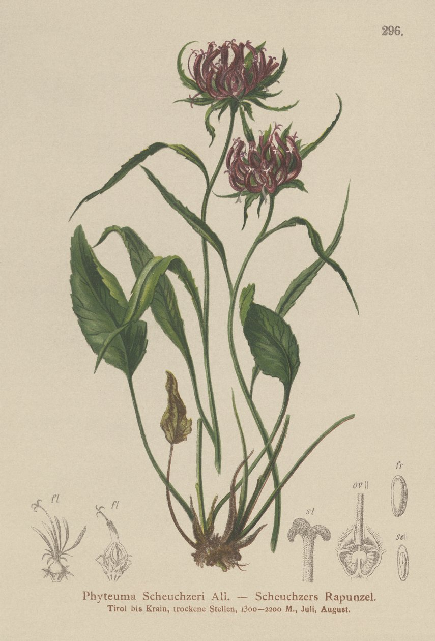Oxford Rampion (Phyteuma Scheuchzeri) od German School