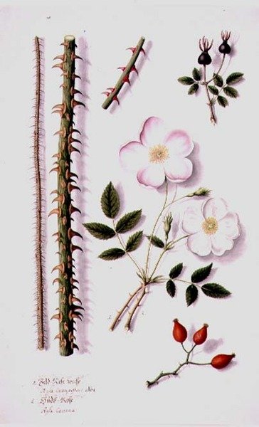 PD.98-1973f.14 Bílá růže polní (Rosa silvestris alba) a růže psí (Rosa canina) c.1820 (akvarel a kvaš) od German School