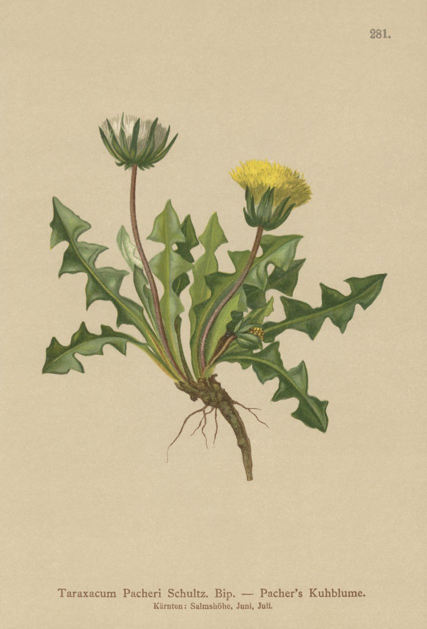Pacheris pampeliška (Taraxacum Pacheri) od German School