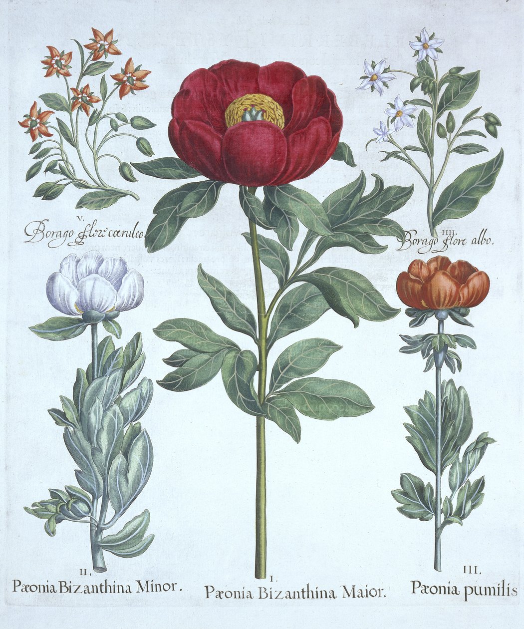 Paeonies and Brutnák lékařský, z Hortus Eystettensis, od Basila Beslera (1561-1629), pub. 1613 (ručně kolorovaná rytina) od German School