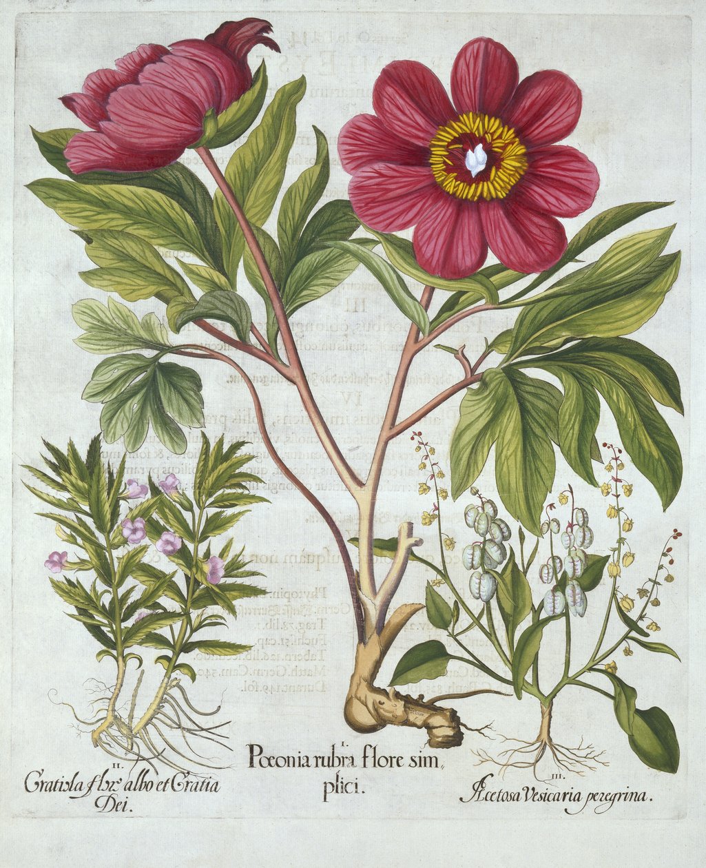 Paeony, Hedge Yzop and Sheeps Sorrel, from Hortus Eystettensis, by Basil Besler (1561-1629), pub. 1613 (ručně kolorovaná rytina) od German School
