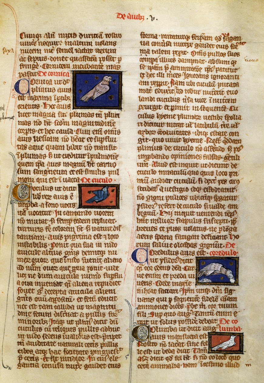 Stránka z The Nature of Things on ptáků, Albertus Magnus (cca 1200-1280) od German School