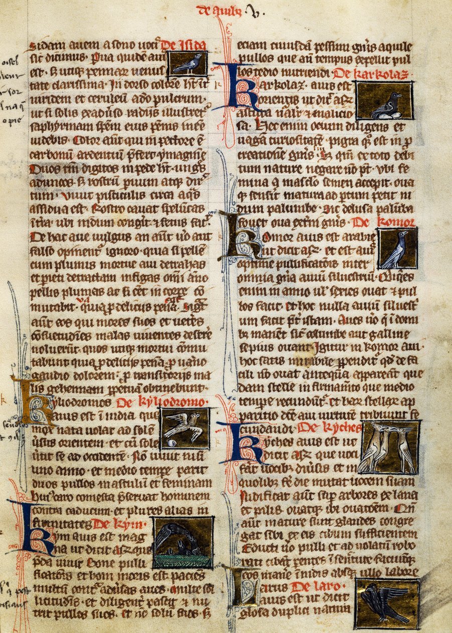Stránka z The Nature of Things on ptáků, Albertus Magnus (cca 1200-1280) od German School