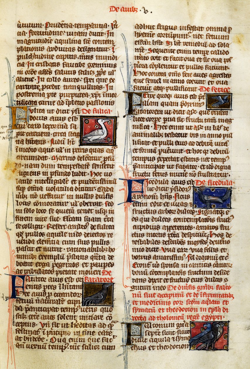 Stránka z The Nature of Things on ptáků, Albertus Magnus (cca 1200-1280) od German School
