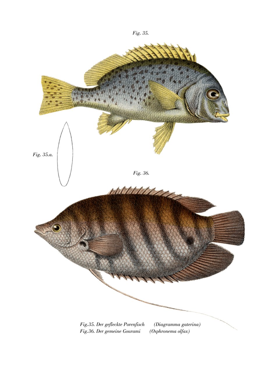 Malované Sweetlips (barva lito) od German School