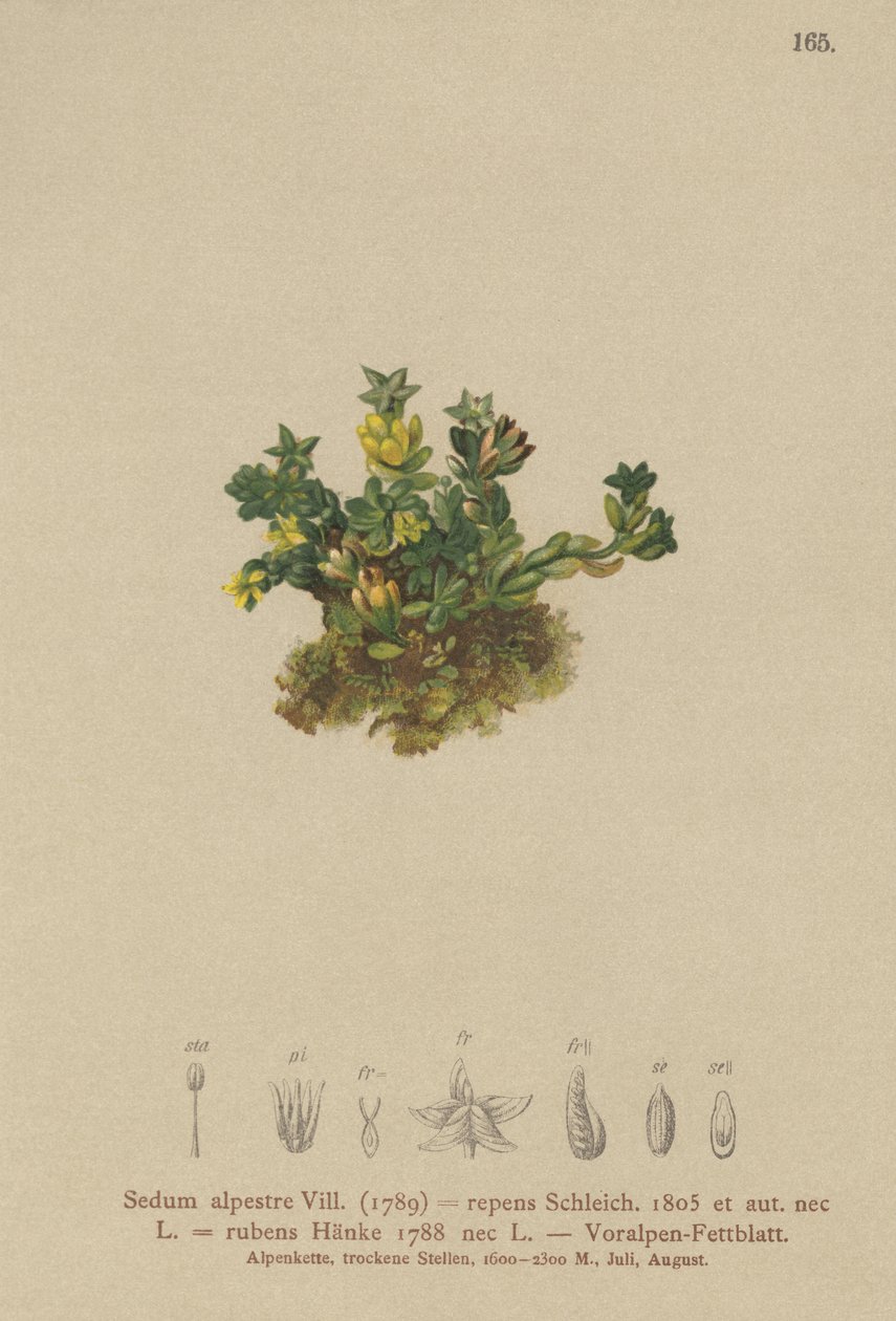 Rozchodník světlý (Sedum alpestre, Sedum repens, Sedum rubens) od German School
