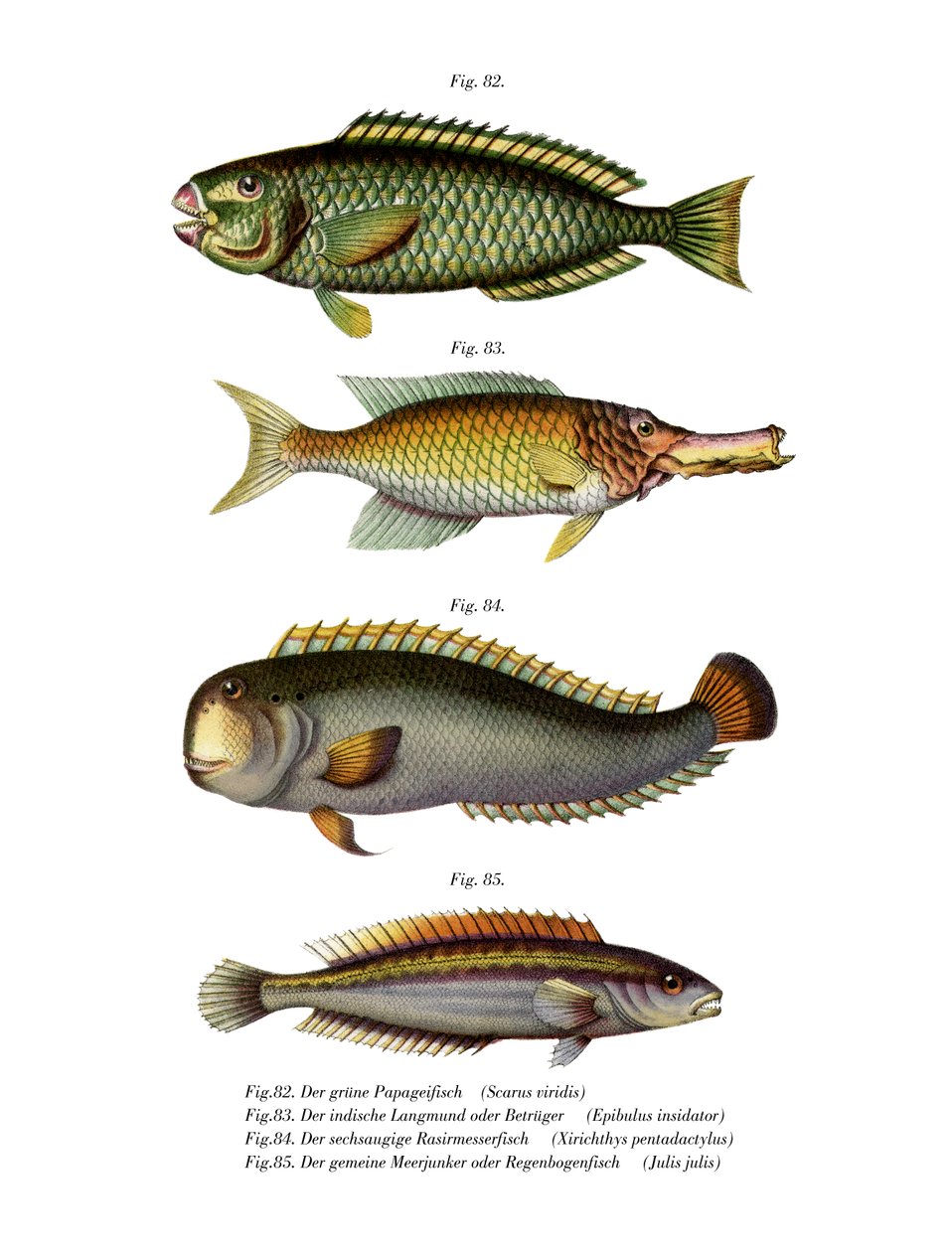 Polichika Partifish (Black Litho) od German School