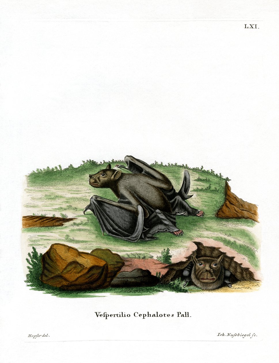 Pallasův netopýr tuponosý (barevná rytina) od German School