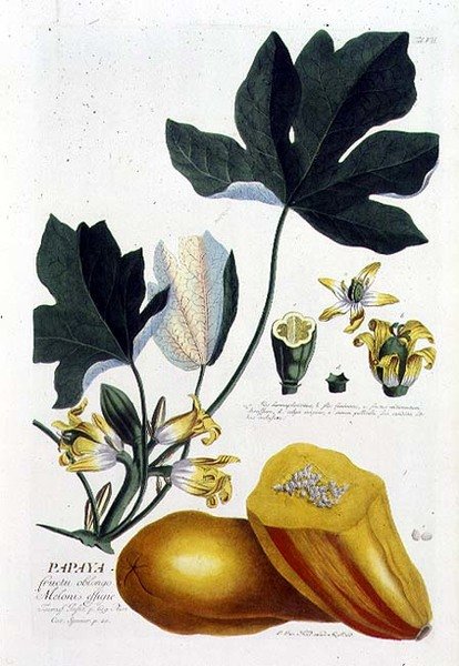 Papája, ryl Johann Jakob Haid (1704-67) deska 7 z botanické knihy, hospoda. od Augustuse Vinda (barevná rytina) od German School