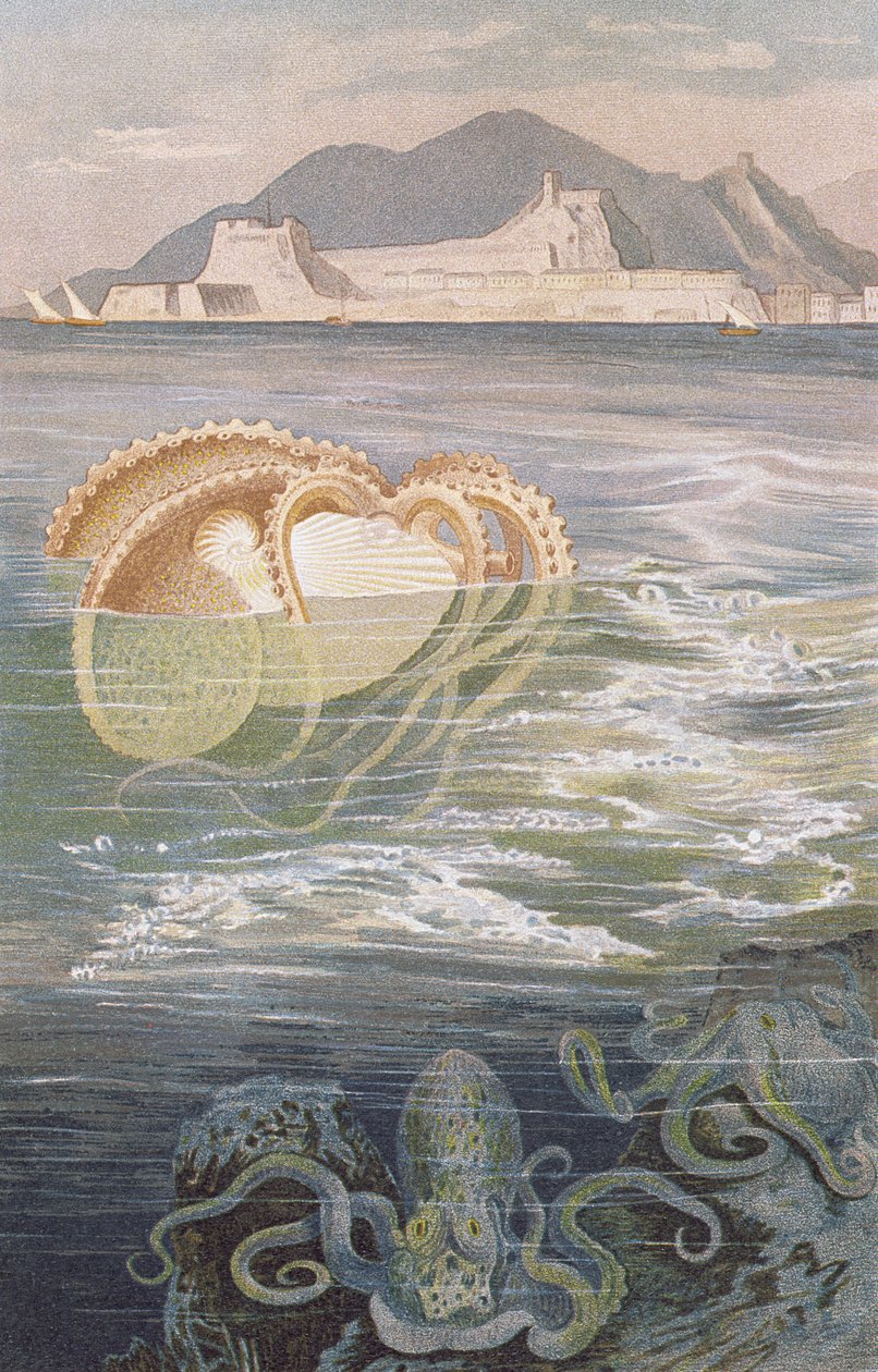 Papír Nautilus, deska z Brehmse Tierleben: Allgemeine Kunde des Tierreichs, svazek 10, str. 273, vydal Bibliographisches Institut, 1893 od German School