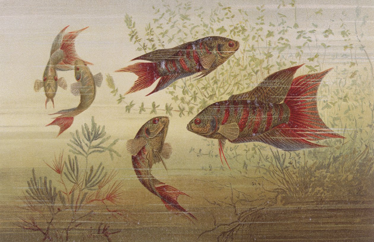 Rajská ryba, talíř z Brehms Tierleben: Allgemeine Kunde des Tierreichs, sv. 8, str. 184, vydal Bibliographisches Institut, 1892 od German School