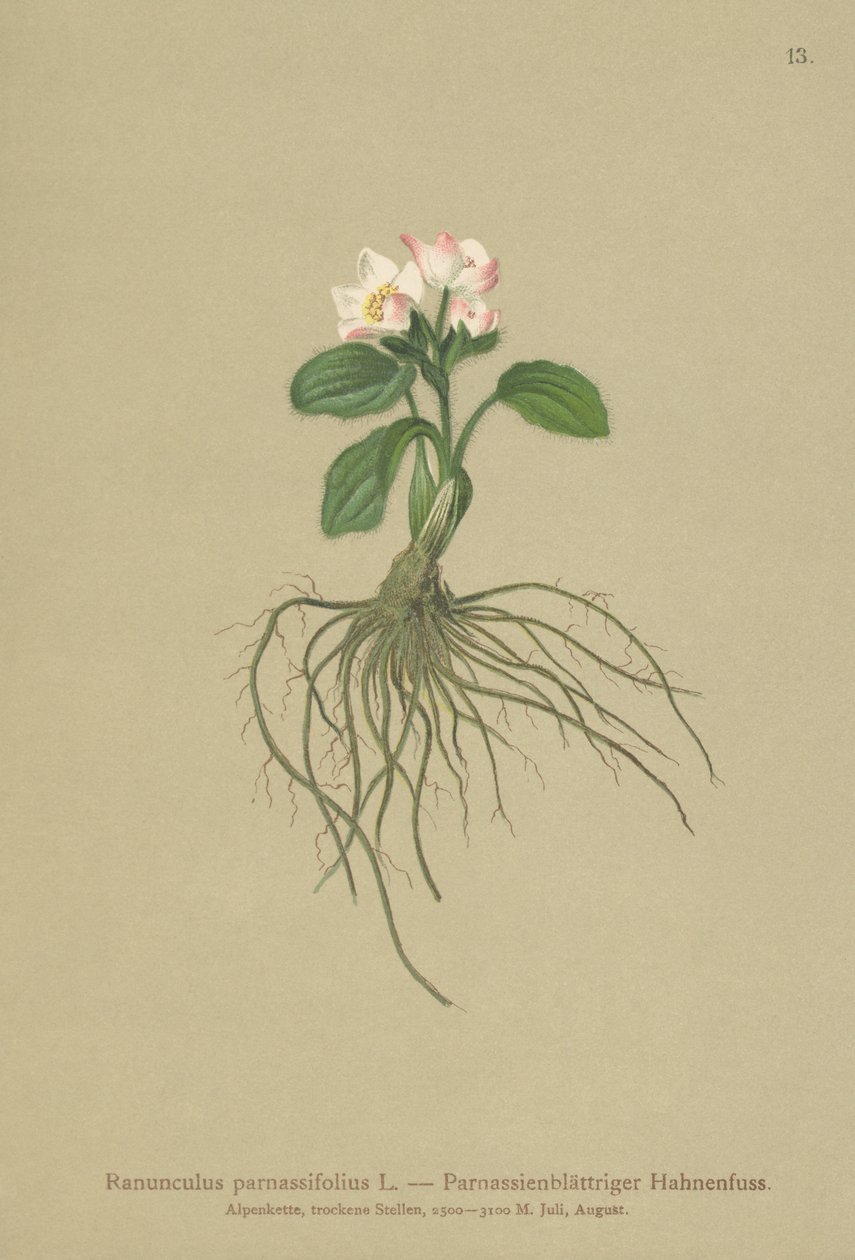 Vranus parnassiový (Ranunculus parnassifolius) od German School