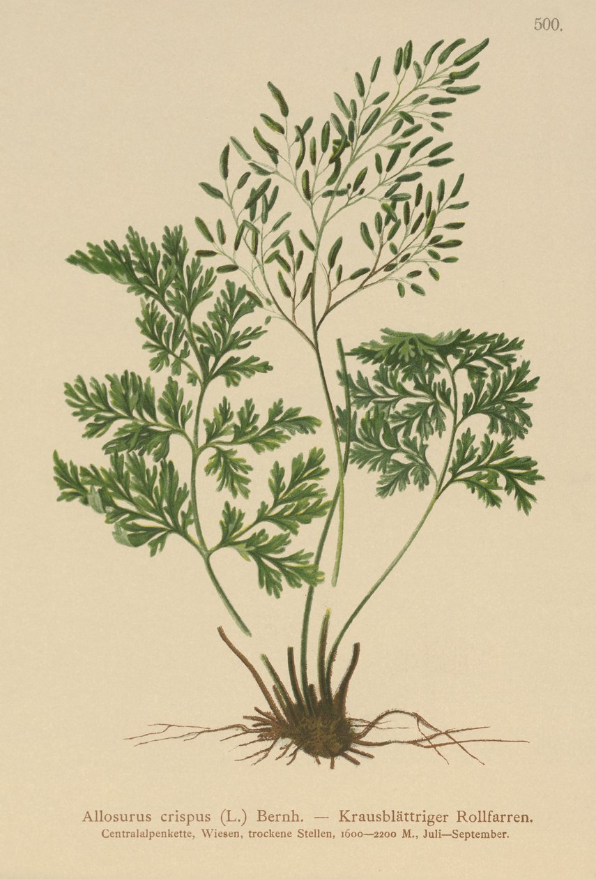 Petržel kapradina (Allosurus crispus, Cryptogramma crispa, Osmunda crispa, Allosorus crispus) od German School
