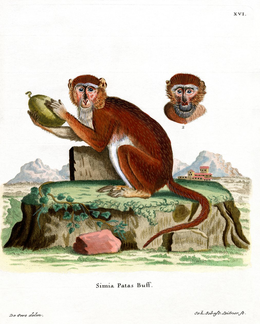 Patas Monkey (barevná rytina) od German School