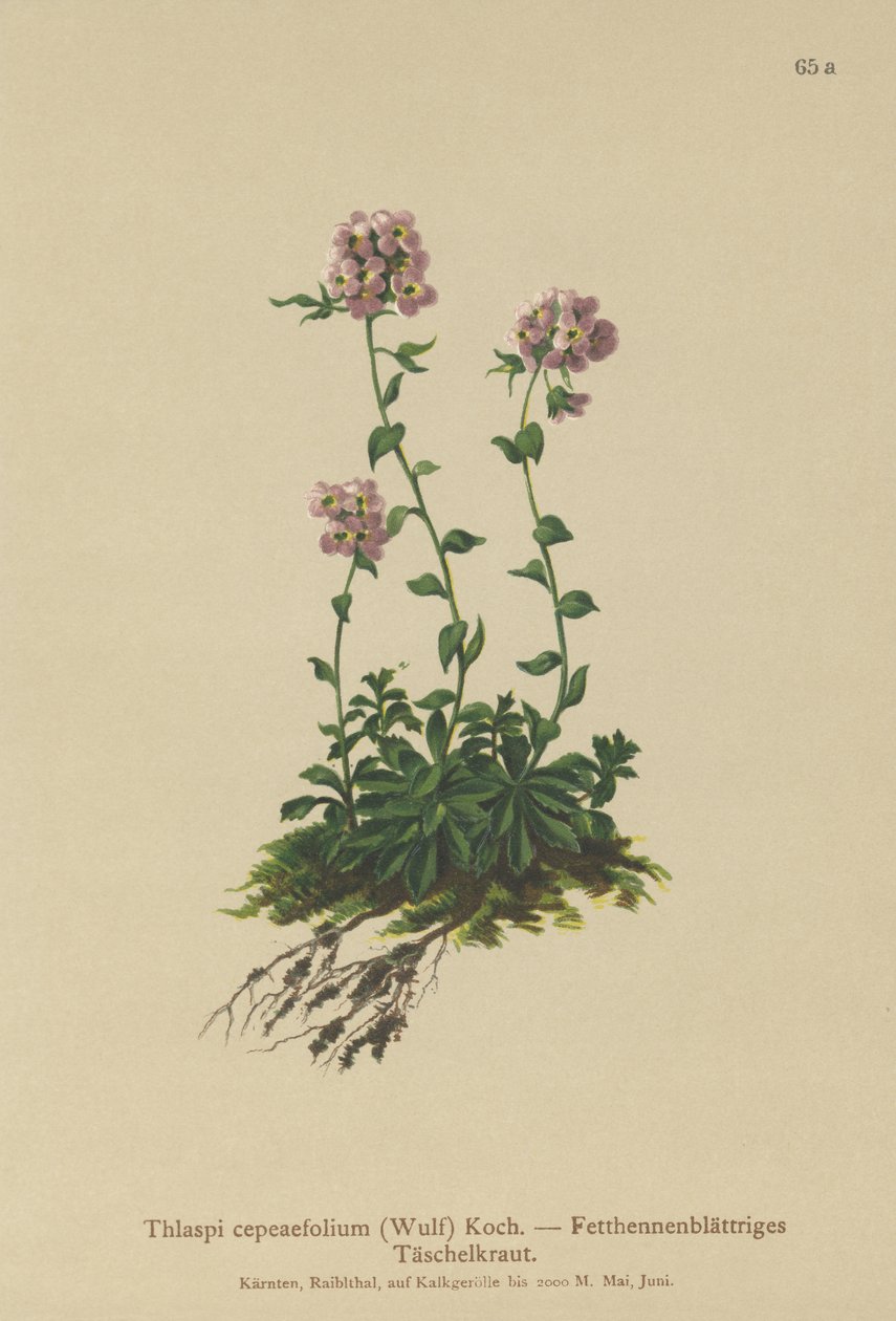 řeřicha (Thlaspi cepeaefolium) od German School