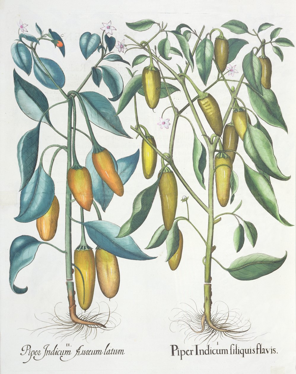 Papriky: 1.Piper indická žlutá 2.Piper Indicum aureum latum, z Hortus Eystettensis od Basila Beslera (1561-1629), pub. 1613 od German School