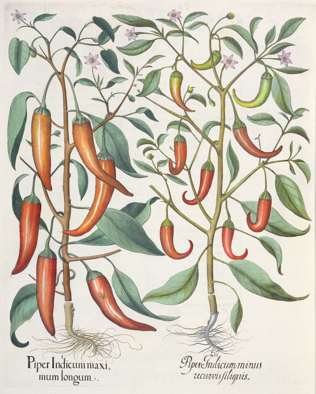 Papriky: 1.Piper Indicum longum; 2.Piper Indicum minus recurvis filiquis, z Hortus Eystettensis od Basila Beslera (1561-1629), pub. 1613 od German School