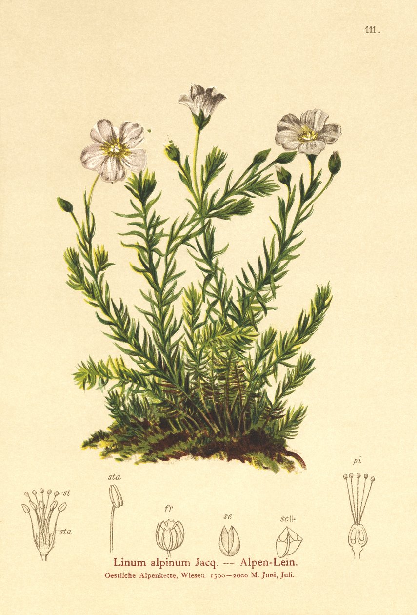 Len vytrvalý (Alpenum, Linum perenne) od German School