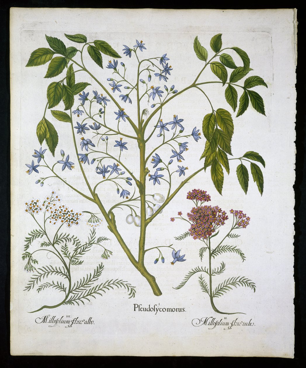 Perský šeřík neboli Pride of India a Achillea Millefolium (Soldiers Woundwort) deska 136 z Hortus Eystettensis od Basila Beslera (1561-1629) hospoda 1613 (ručně kolorovaná rytina) od German School