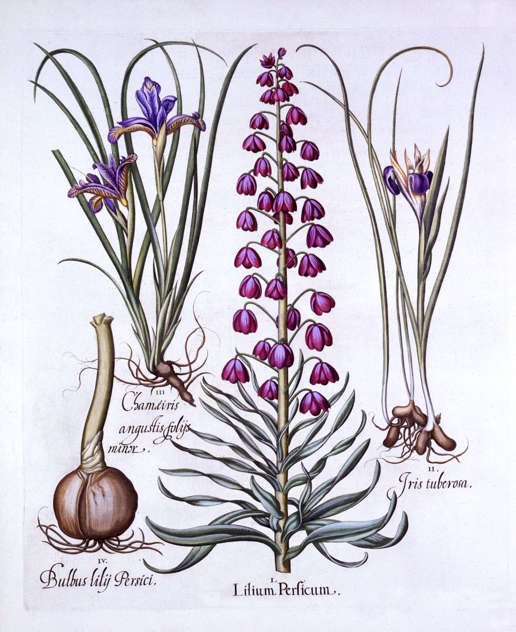 Perská lilie a kosatce, od Hortus Eystettensis, Basil Besler (1561-1629), hospoda. 1613 (ručně kolorovaná rytina) od German School