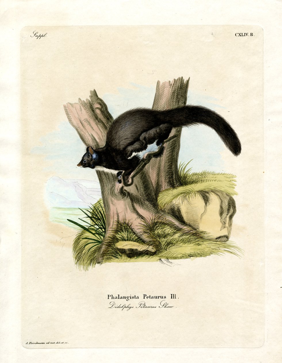 Petaurine Opossum (barevná rytina) od German School
